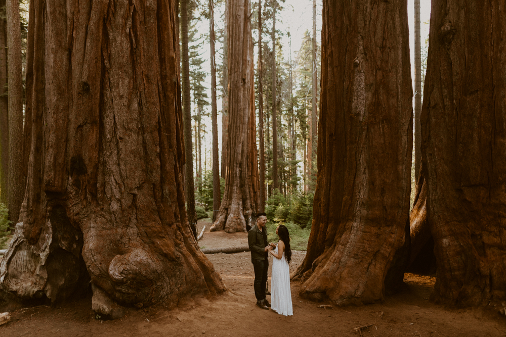 Sequoia National Park Photographer