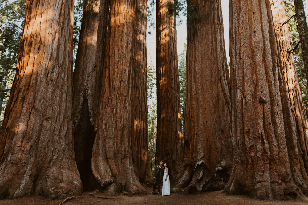 Sequoia National Park photographer