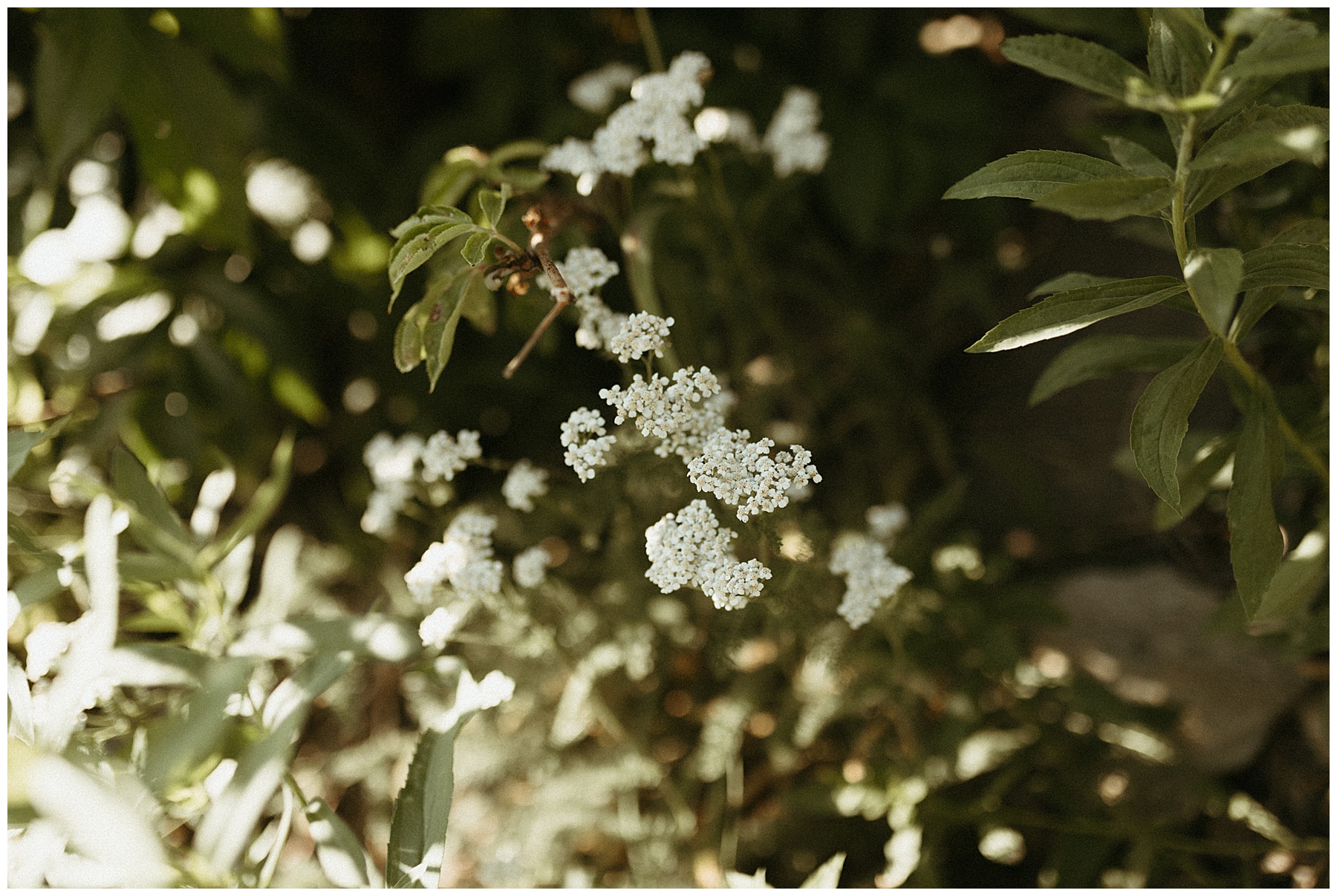 glacier national park elopement photographer